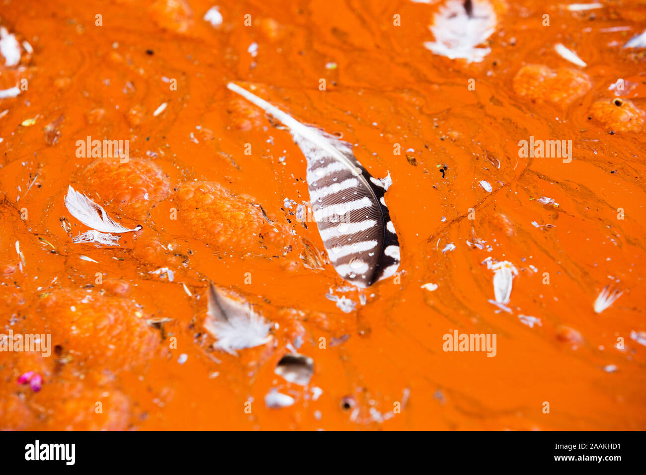 Eine Feder, die in verschmutzten mine Abwässer aus Wasser ablassen von Wheal Jane, einer stillgelegten Zinnmine in der Nähe Redruth, Cornwall, UK. Stockfoto