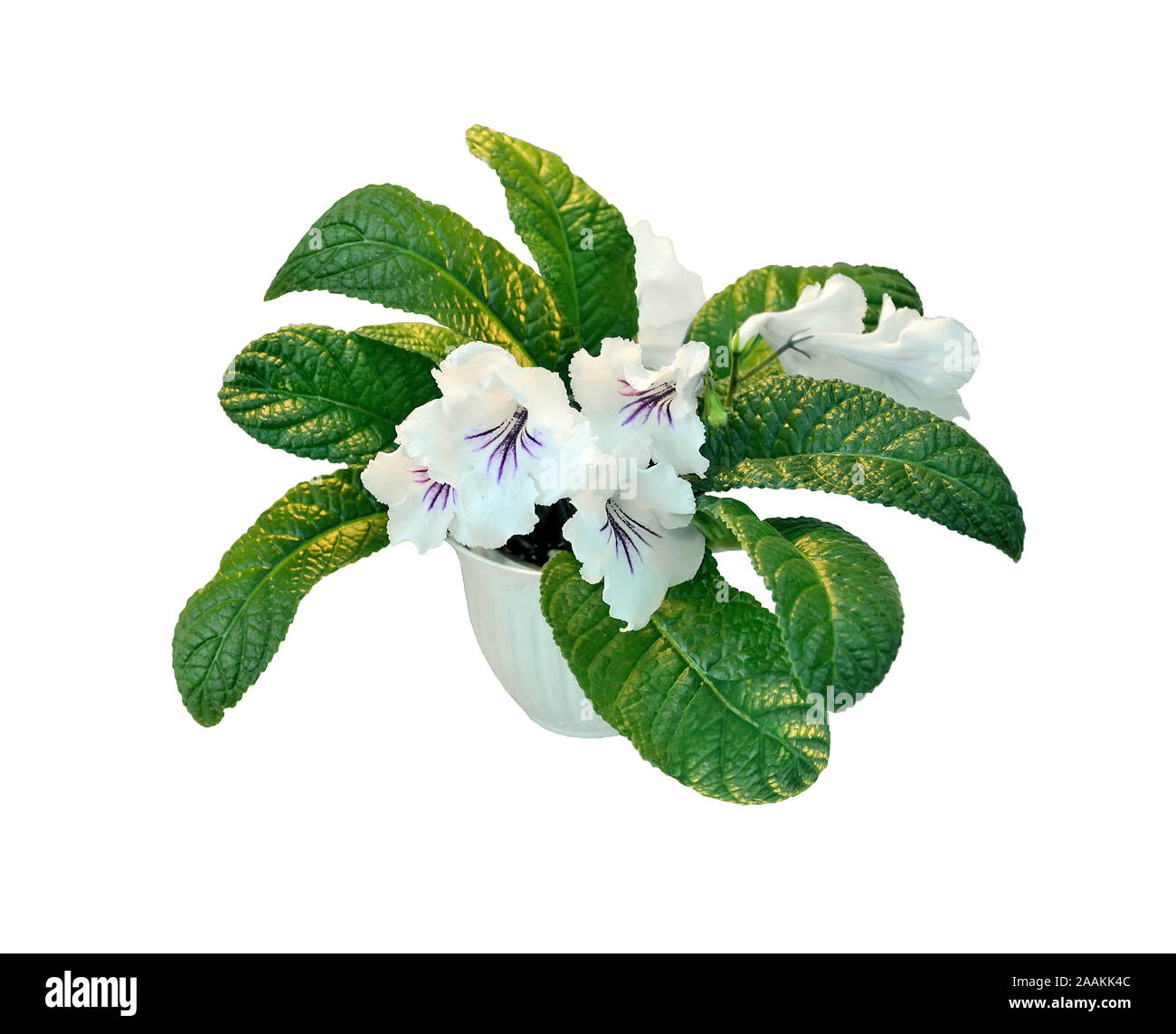 Zarte weie Streptocarpus Blumen in einem Kunststoffbehlter auf weiem  Hintergrund. Blhende Zimmerpflanze Streptocarpus Sorte Engel. Konzept der  Home Stockfotografie - Alamy