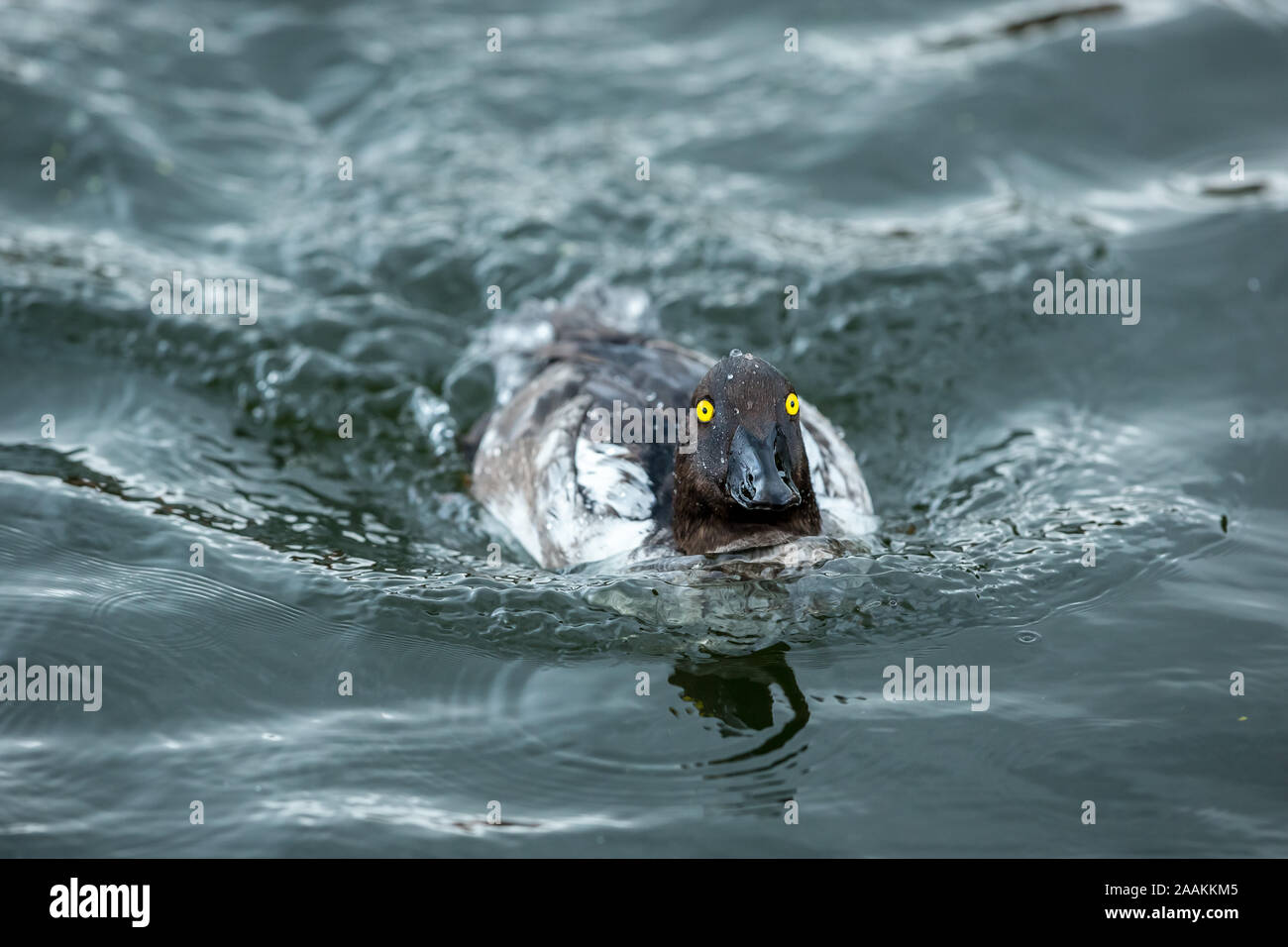 Die schellente (Bucephala clangula Wissenschaftlicher Name:) eine weibliche Schellente mit entschlossenen Gesicht, Schwimmen bei der Geschwindigkeit auf einem See in Großbritannien. Landschaft Stockfoto
