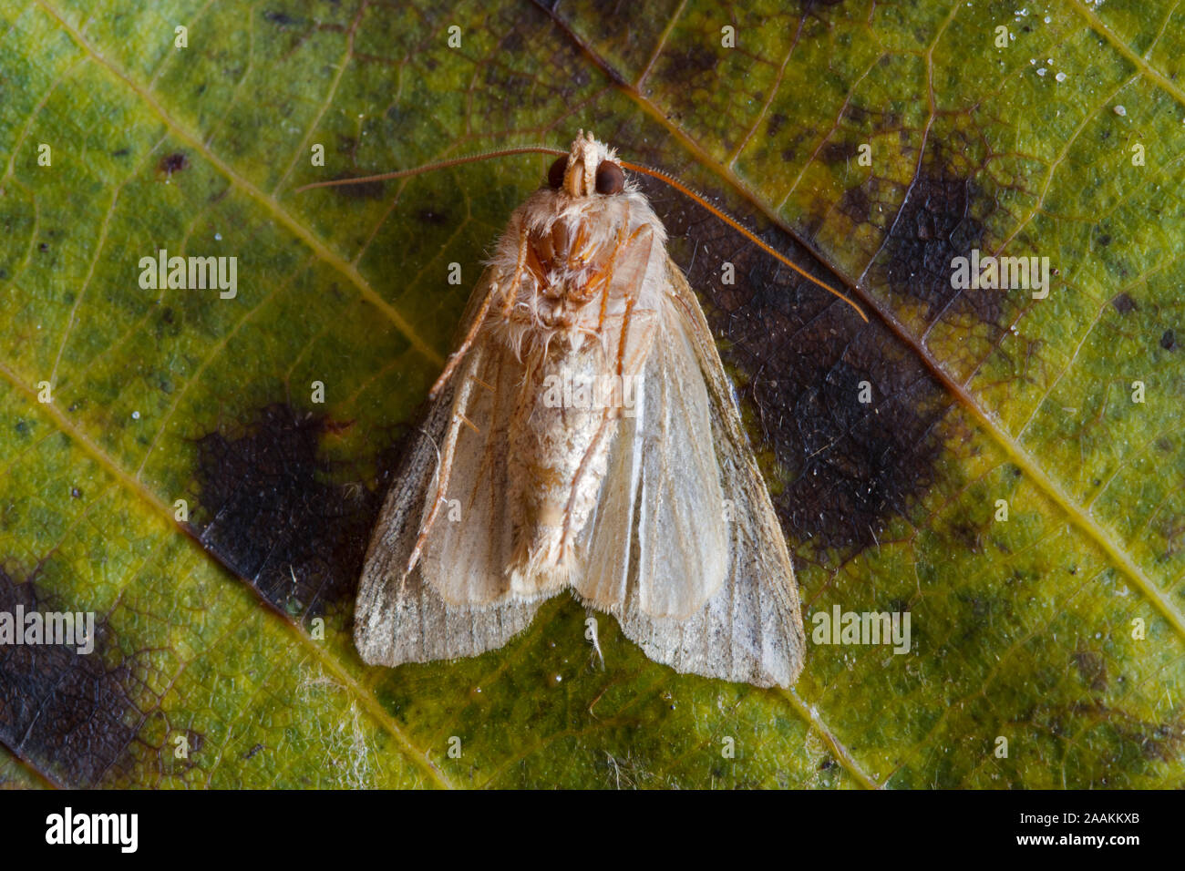 Ende des Sommers: Eine sterbende Leafroller Moth liegen auf dem Rücken auf die gefallenen Blätter einer Walnuss Stockfoto