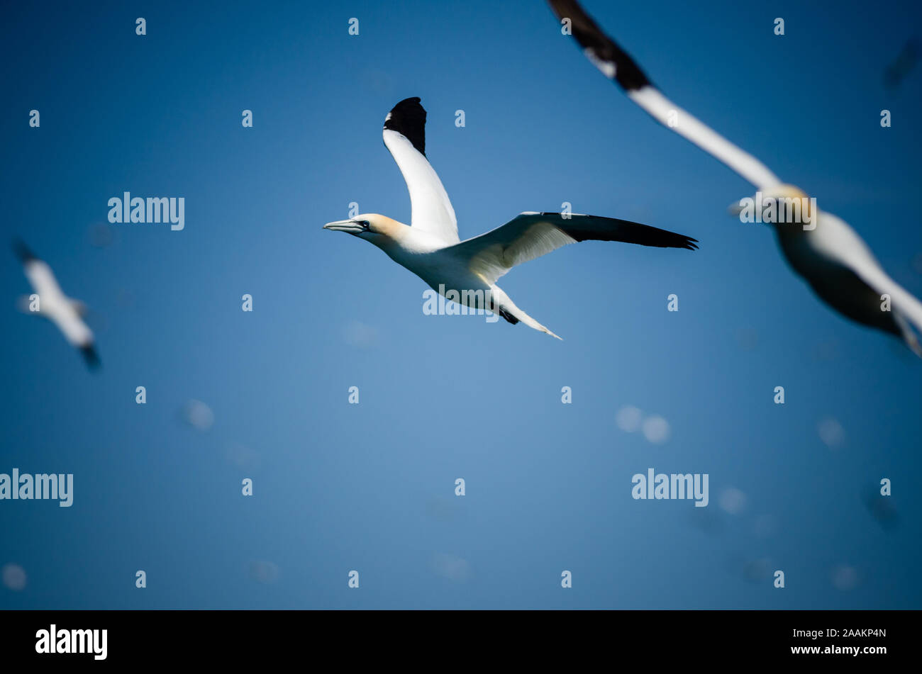 Basstölpel fliegen in der Nähe von Grassholm Insel, im Pembrokeshire Coast National Park, Großbritannien Stockfoto