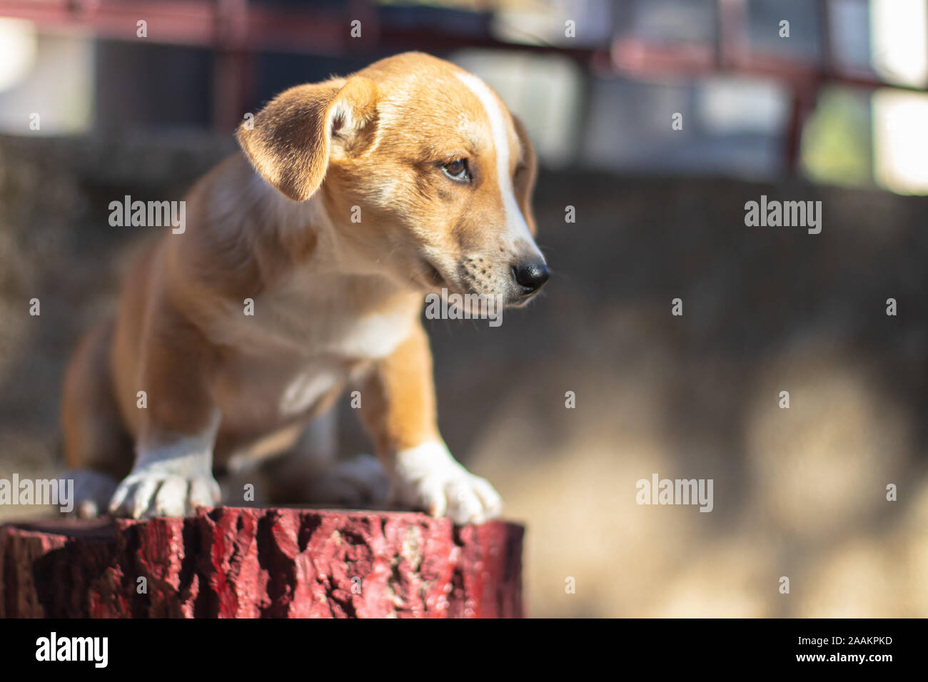 Hund mit braunem Fell und süßen Augen und großen Ohren. Stockfoto