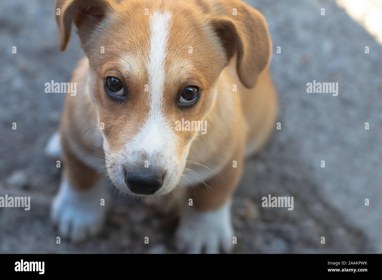 Hund mit braunem Fell und süßen Augen und großen Ohren. Stockfoto