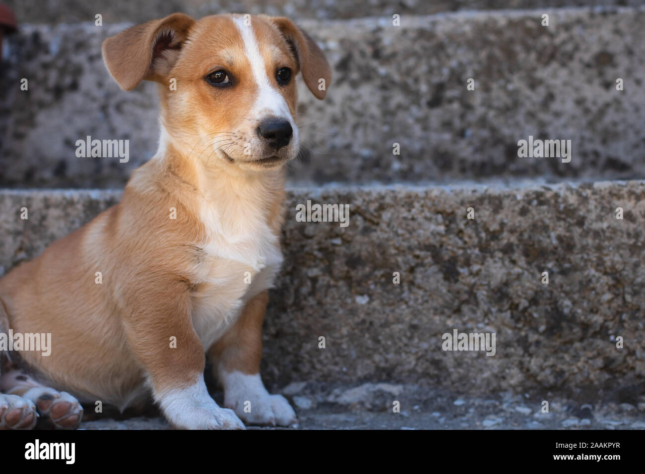 Hund mit braunem Fell und süßen Augen und großen Ohren. Stockfoto