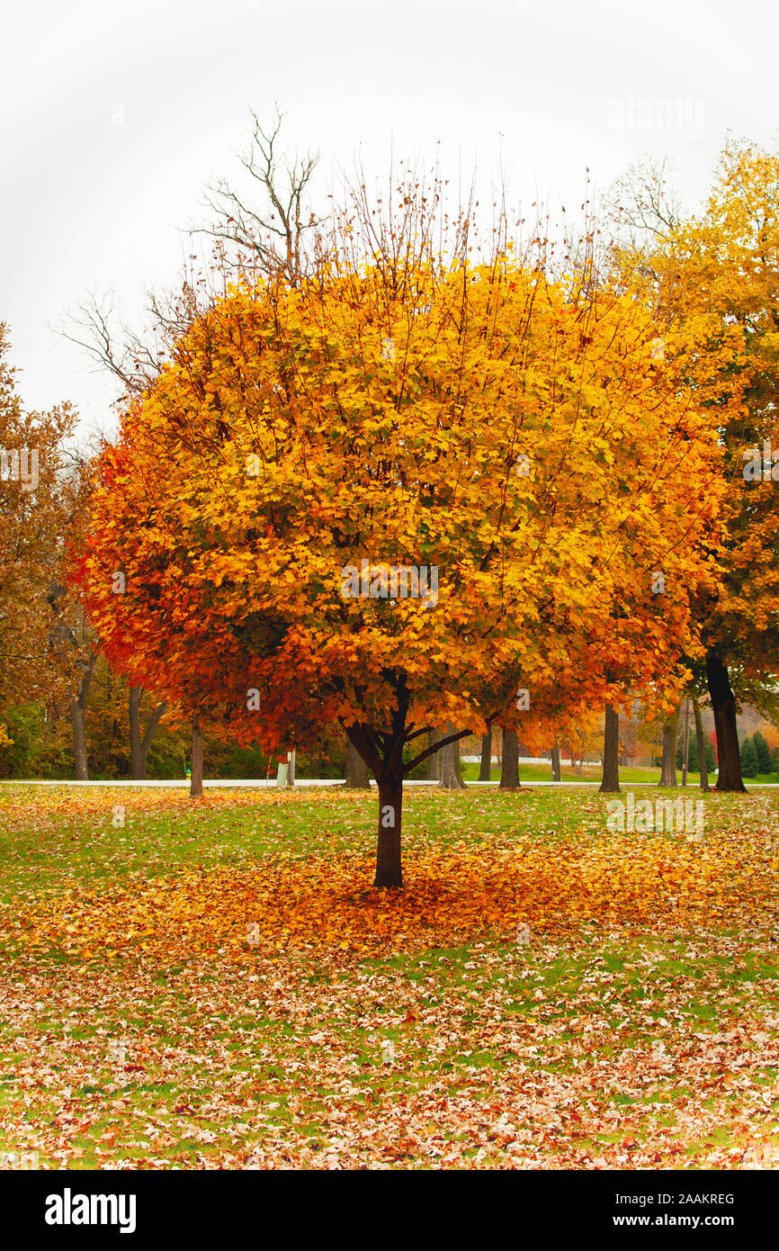 Bunte Herbst Baum Stockfoto