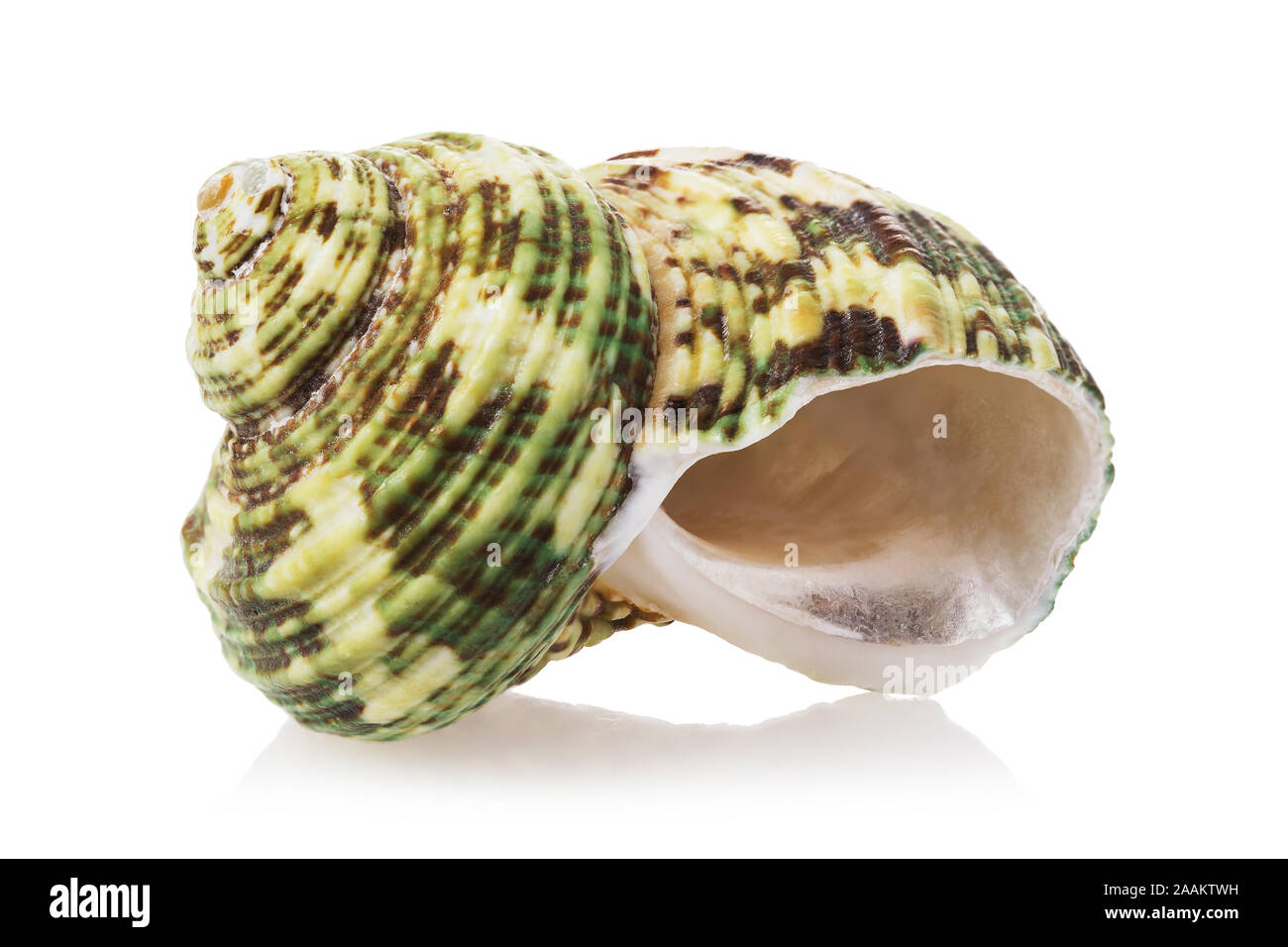 Sea Shell mit Grün auf einem weißen Hintergrund. Gestapelt Foto Stockfoto