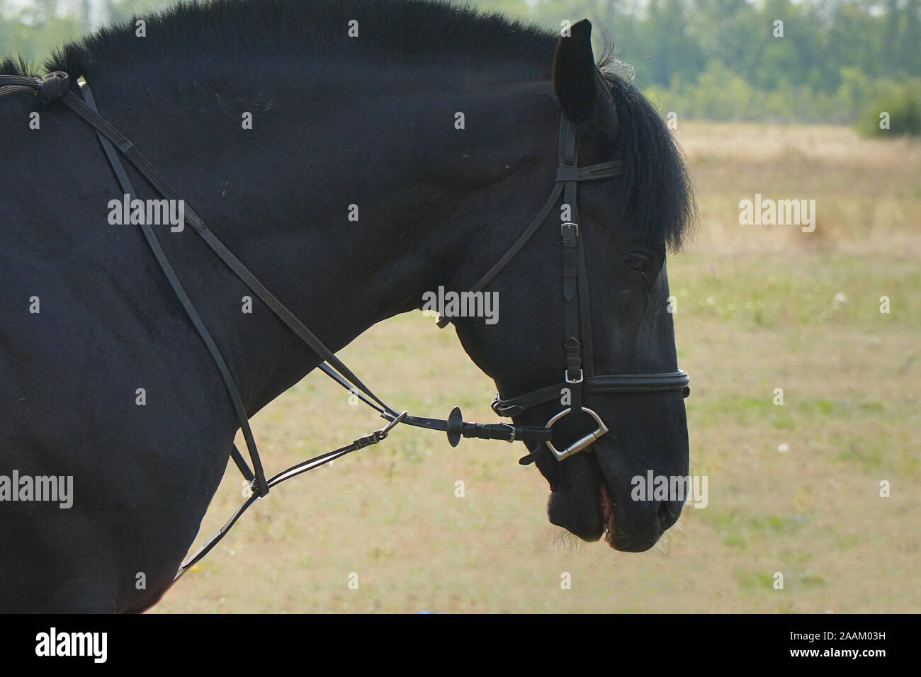 Porträt von einem schwarzen Pferd in einer Reit- und getrimmt Mähne Stockfoto