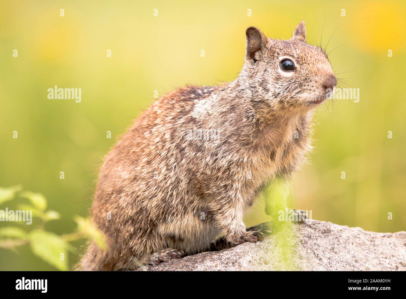 Heilung Eichhörnchen auf einem Felsen posing Stockfoto