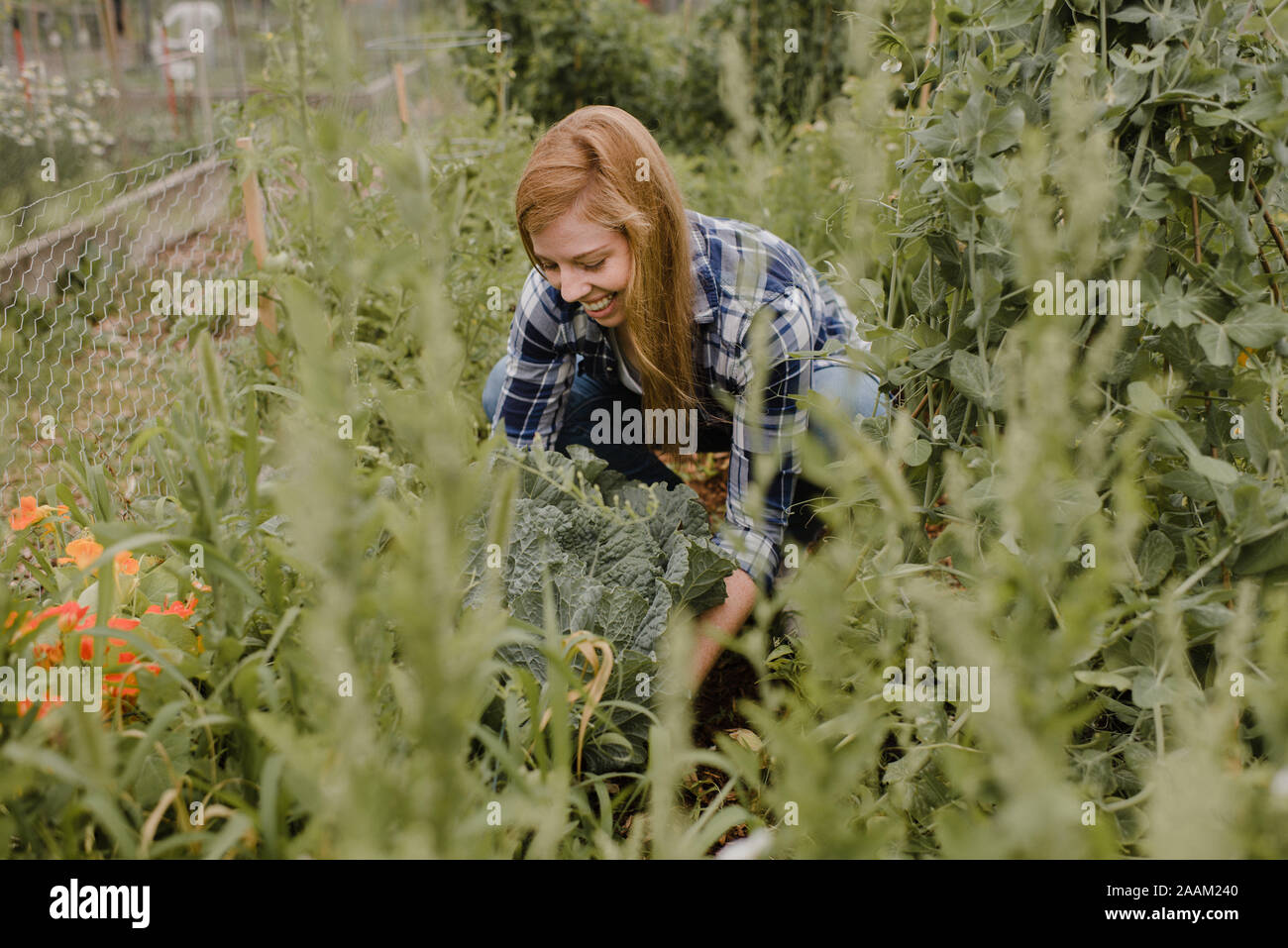 Frau Gartenarbeit bei Zuteilung Stockfoto