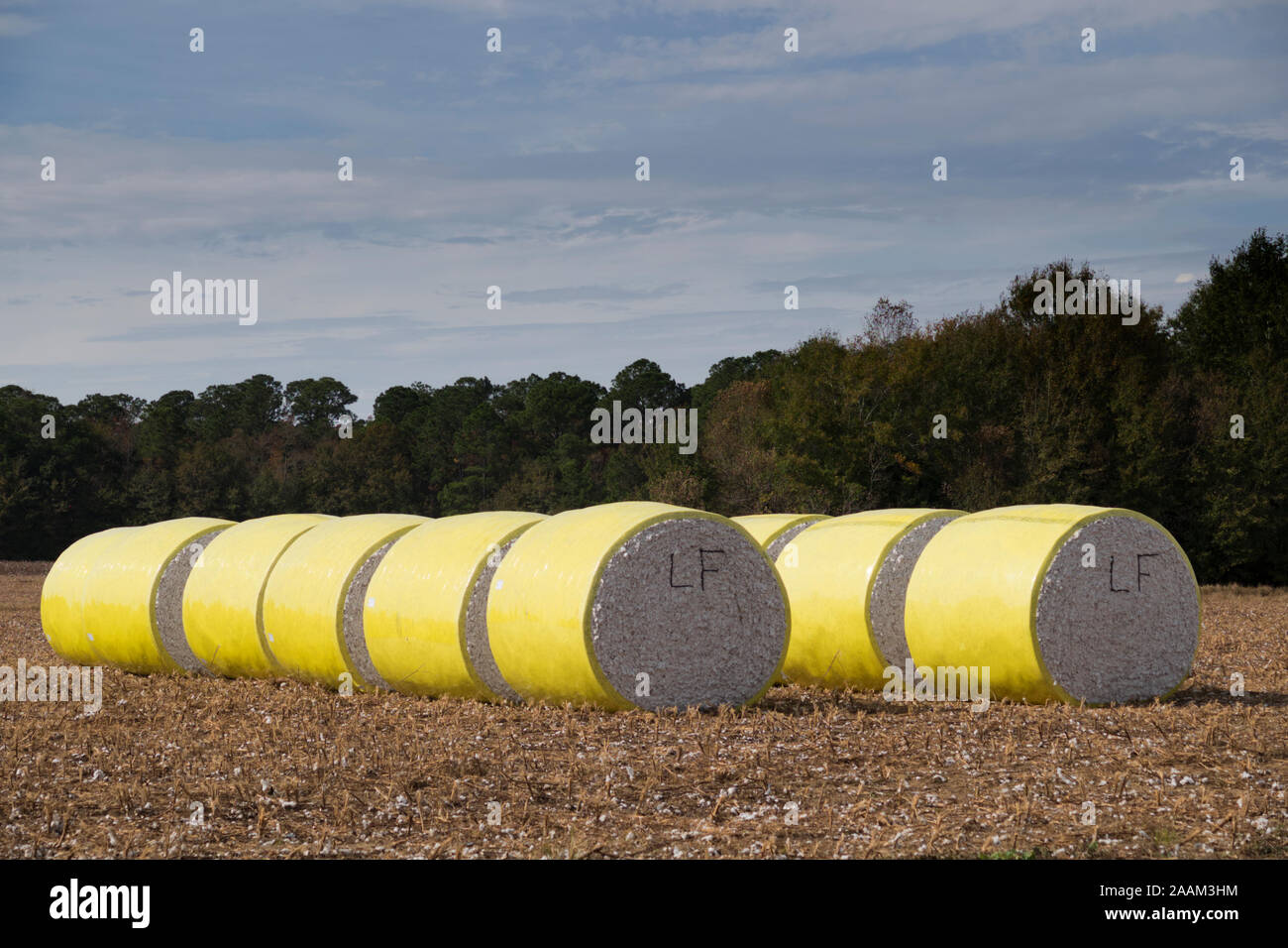 Runde Baumwollballen sitzen am Rande eines frisch geernteten Feld in Foley, Alabama, USA. Stockfoto