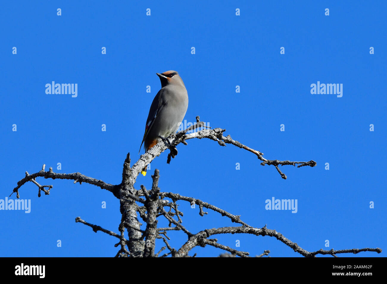 Eine Bohemian Waxwing Bombycilla garrulus', ', thront auf einem toten Baum gegen einen dunklen blauen Himmel in ländlichen Alberta, Kanada. Stockfoto