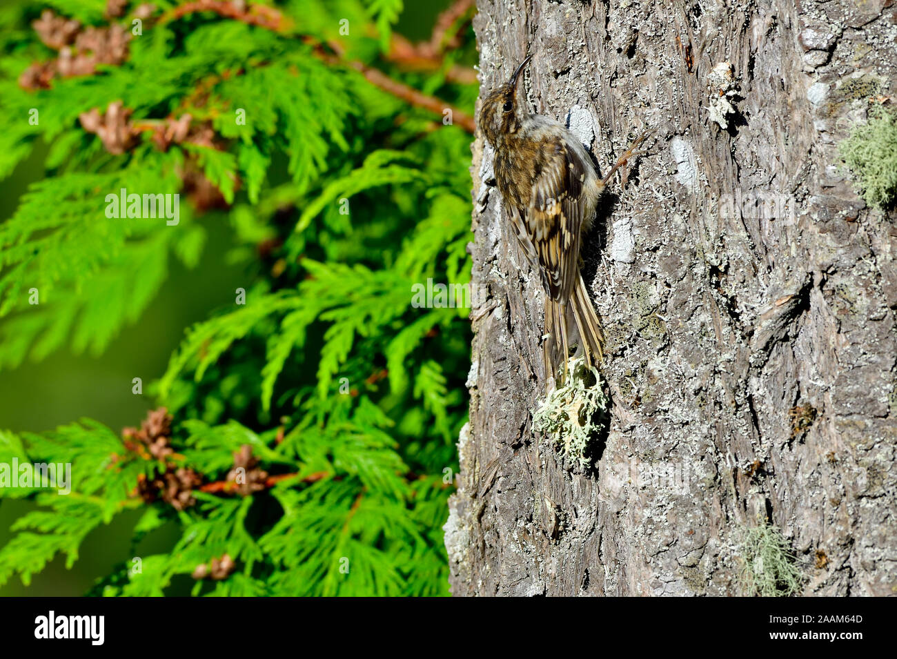 Eine kleine Braune Creeper Certhia Vogel "Americana", auf der Suche nach Insekten in der Rinde von einem großen Baum auf Vancouver Island, British Columbia, Kanada verstecken. Stockfoto