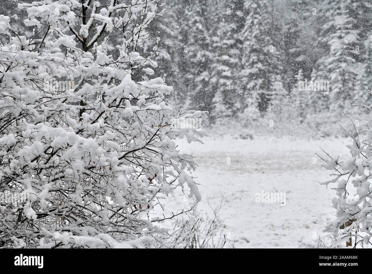 Eine frische Schneefall deckt die Äste in den Ausläufern der Rocky Mountains in der Nähe von Hinton Alberta, Kanada. Stockfoto