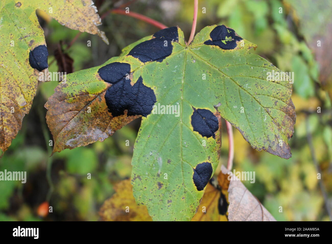 Nahaufnahme des Maple Leaf mit Ahorn zerknittert Schorf auch Tar Spot genannt. Es wird durch einen Pilz namens Rhytisma acerinum verursacht. Im Deutschen heißt es Ahorn Stockfoto