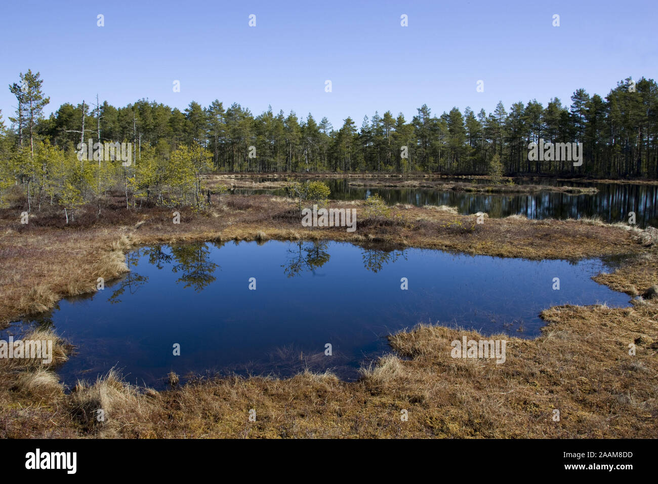 Moorsee | Moor Meer Stockfoto