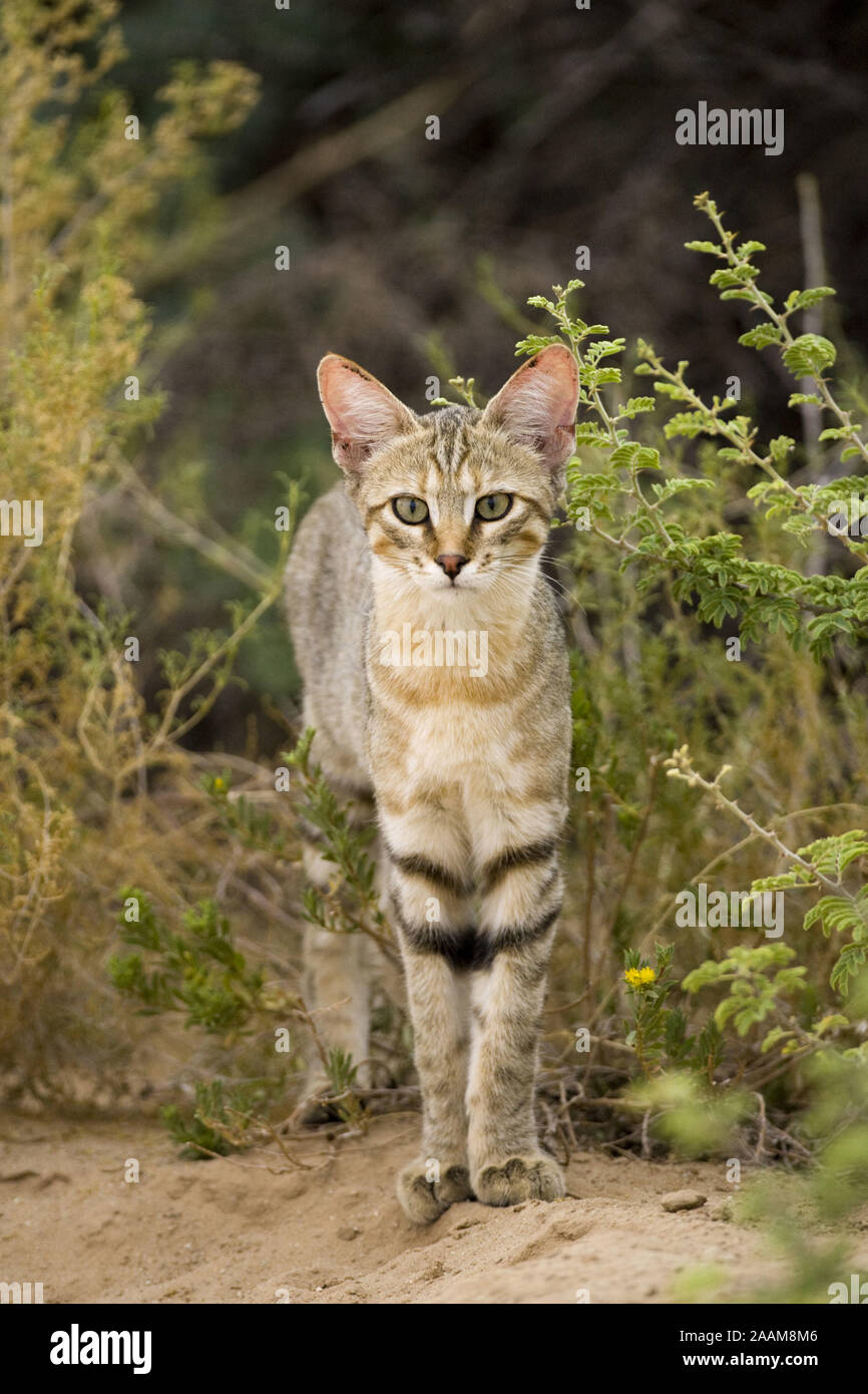 Afrikanische Wildkatze | Falbkatze - Felis lybica - afrikanische Wildkatze Wildkatze Falbkatze Kalahari Suedafrikla; Stockfoto