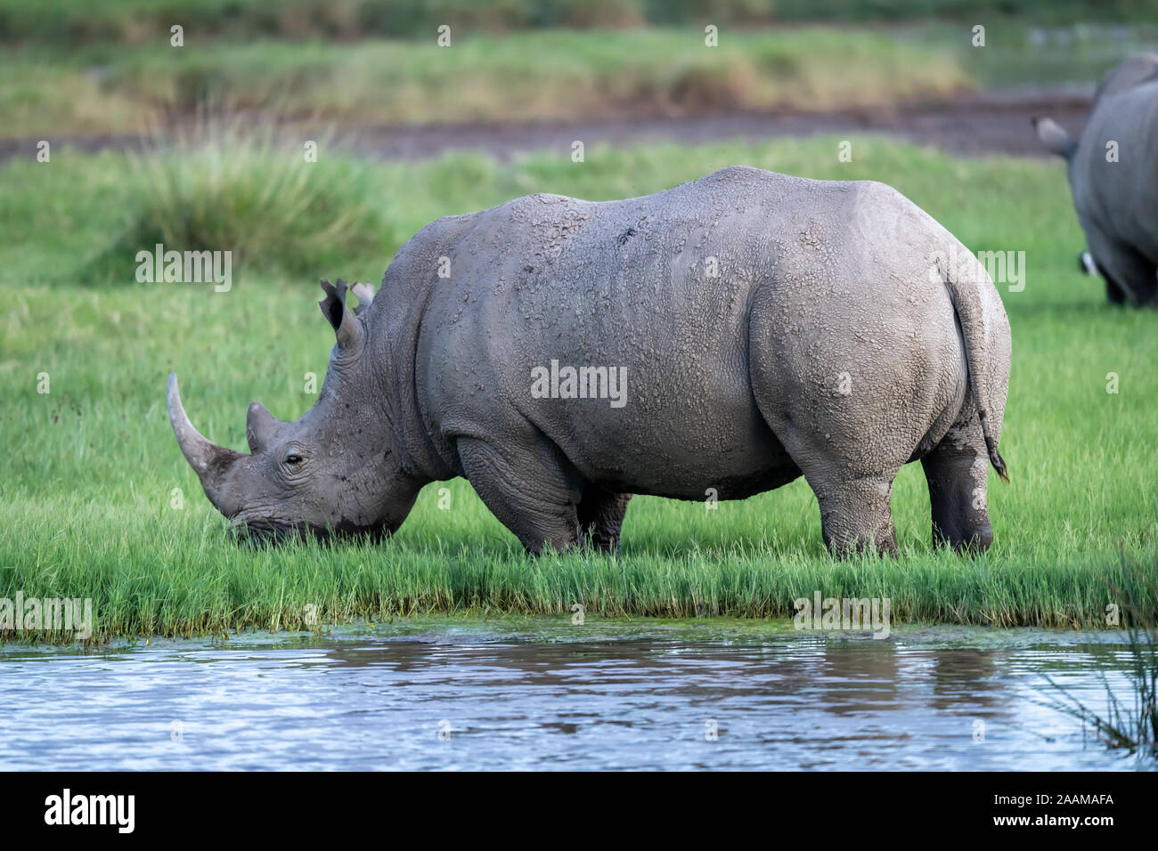Schwarzes Nashorn (Diceros bicornis) in Kenia, Afrika ist vom Aussterben bedroht Stockfoto