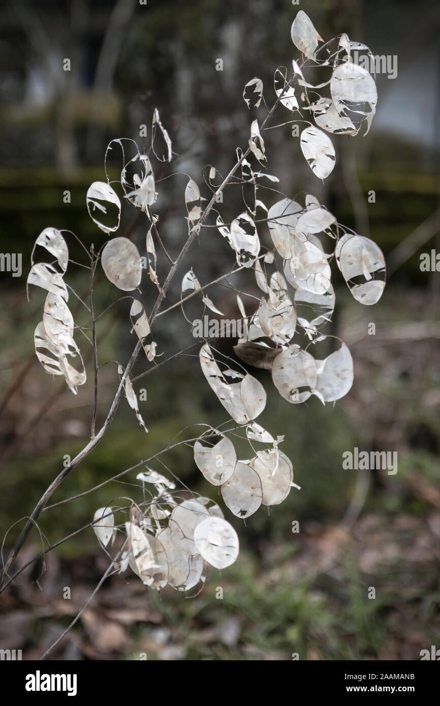 Sterbende Silver Dollar Pflanze, moonward, Lunaria annua Stockfoto