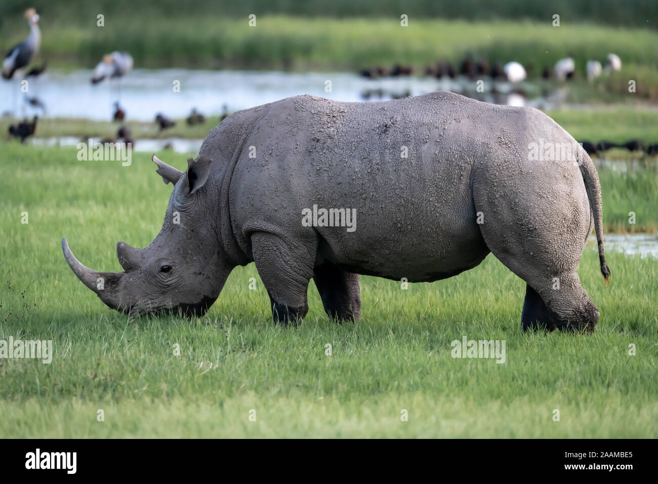 Schwarzes Nashorn (Diceros bicornis) in Kenia, Afrika ist vom Aussterben bedroht Stockfoto