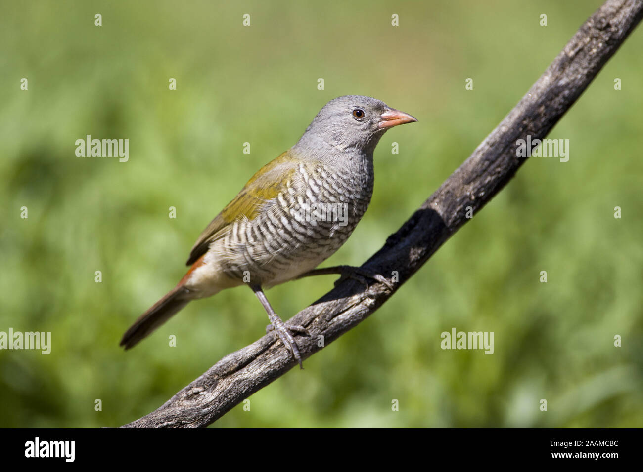 Buntastrild | Pytilia Melba - Green winged Pytilia Buntastrild Weibchen Farm Ondekaremba, Namibia Stockfoto