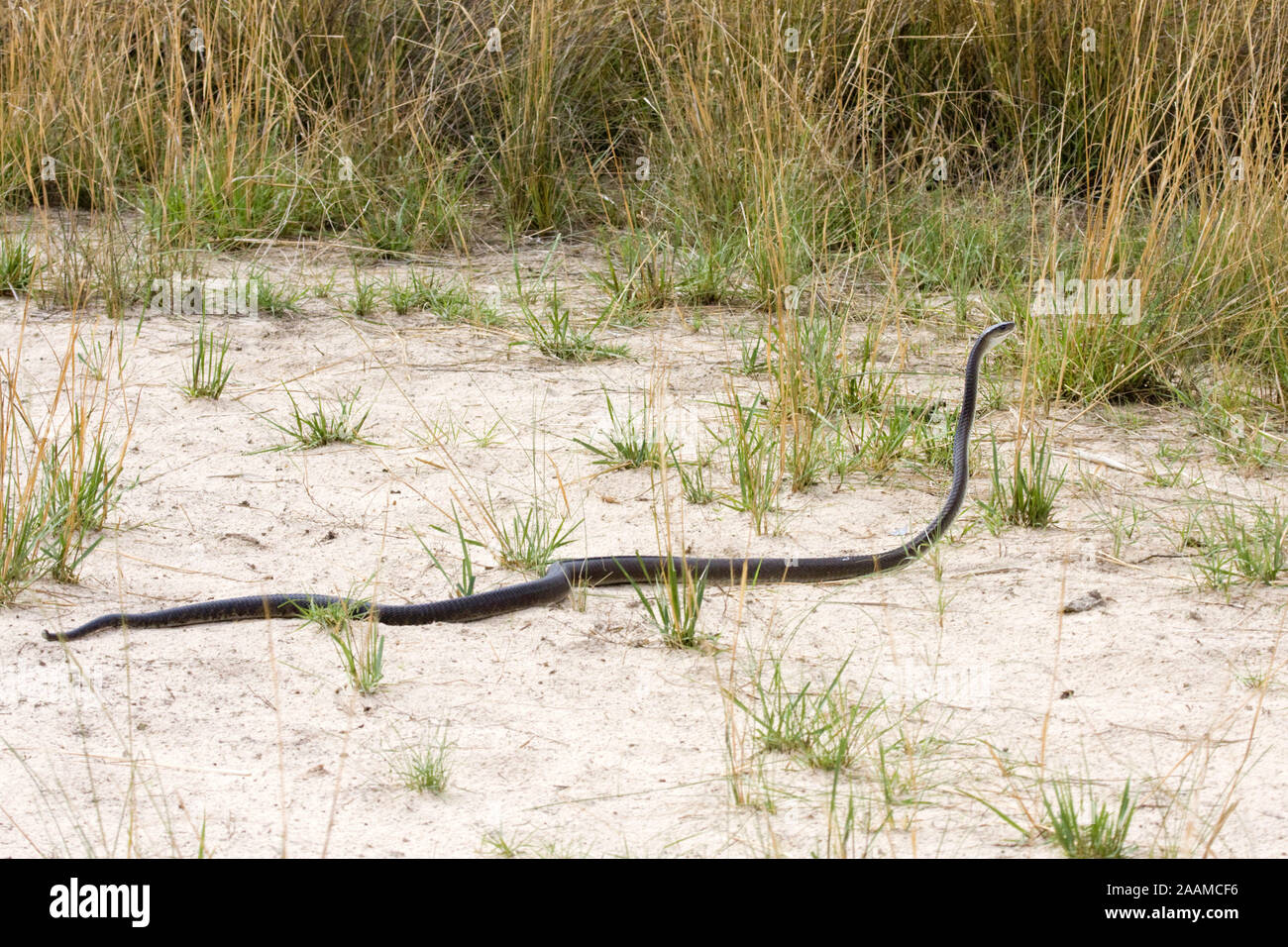 Schwarze Mamba | Dendroaspis polylepis - Black Mamba Schwarze Mamba auf der Suche nach Nahrung. Ab- gefaehrliche Sambesi River, Namibia Stockfoto