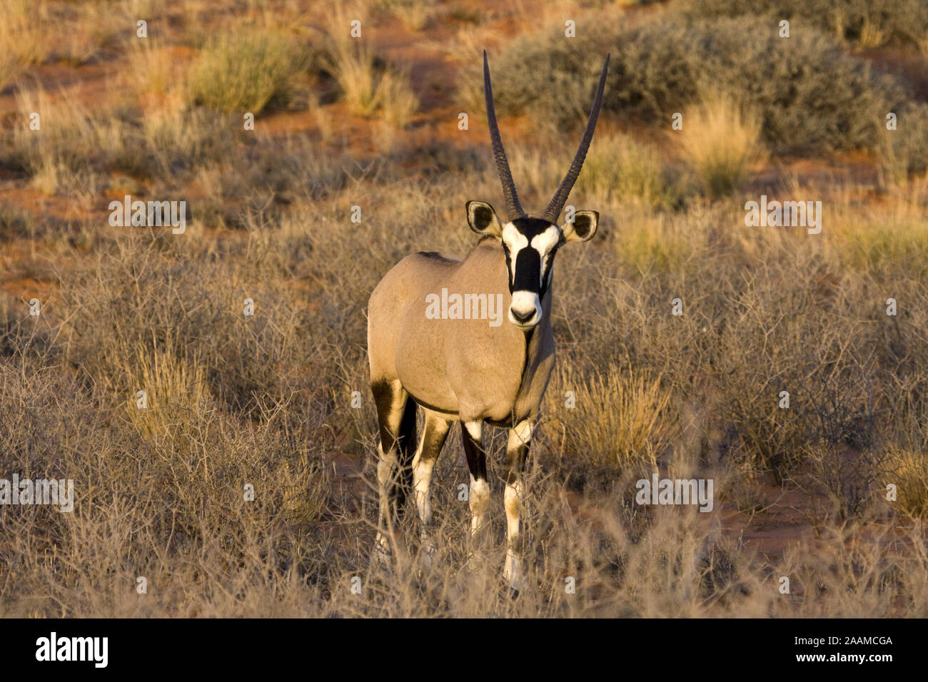 Spiessbock | Oryx gazella g. - Oryx Oryx Spiessbock Maennchen Kalahari Gemsbock NP, Suedafrika Stockfoto