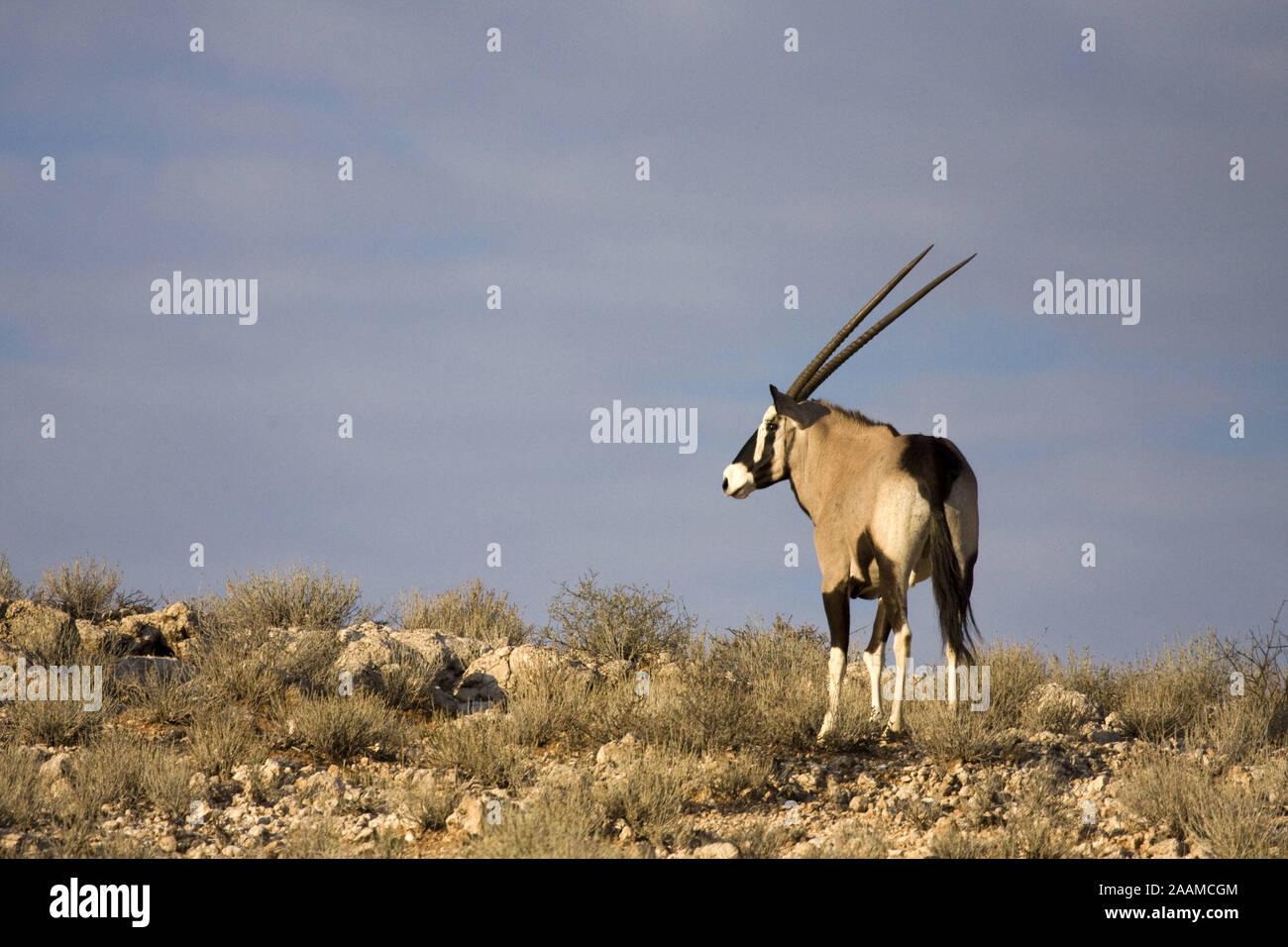 Spiessbock | Oryx gazella g. - Oryx Oryx Spiessbock Maennchen Kalahari Gemsbock NP, Suedafrika Stockfoto