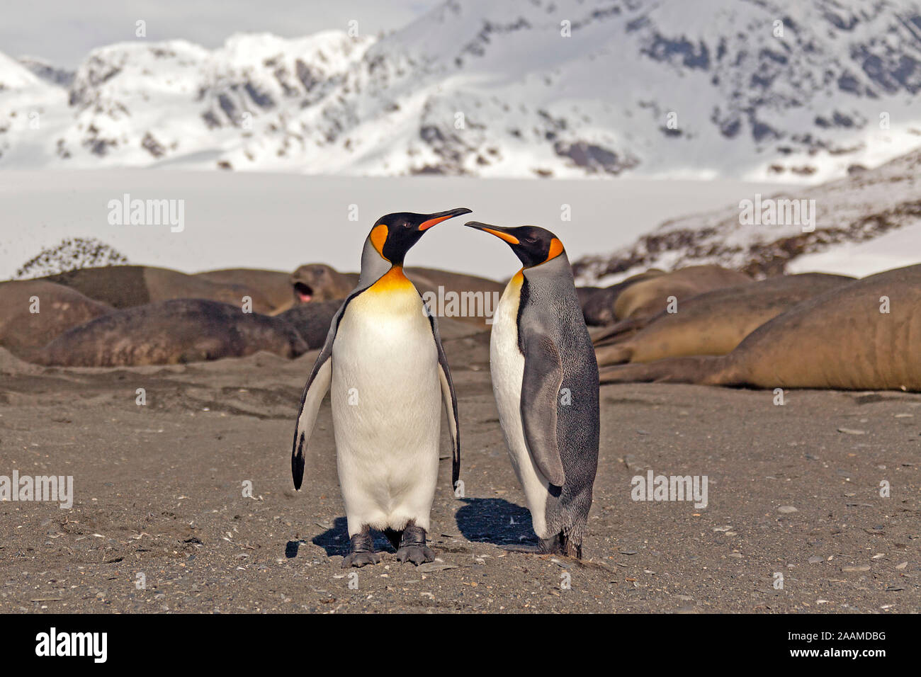 Koenigspinguine - Suedgeorgien - Antarktis Stockfoto