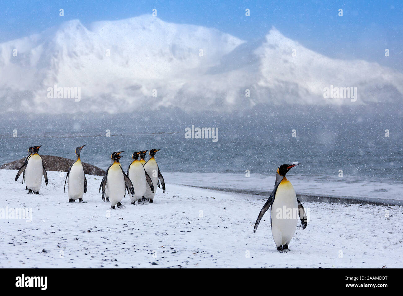 Koenigspinguine - Suedgeorgien - Antarktis Stockfoto