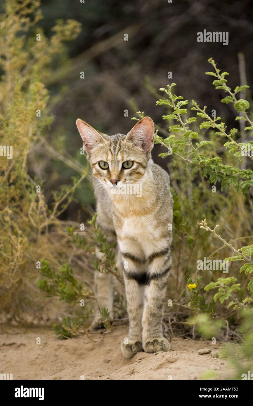 Afrikanische Wildkatze | Falbkatze - Felis lybica - afrikanische Wildkatze Wildkatze Falbkatze Kalahari; Suedafrika; Stockfoto