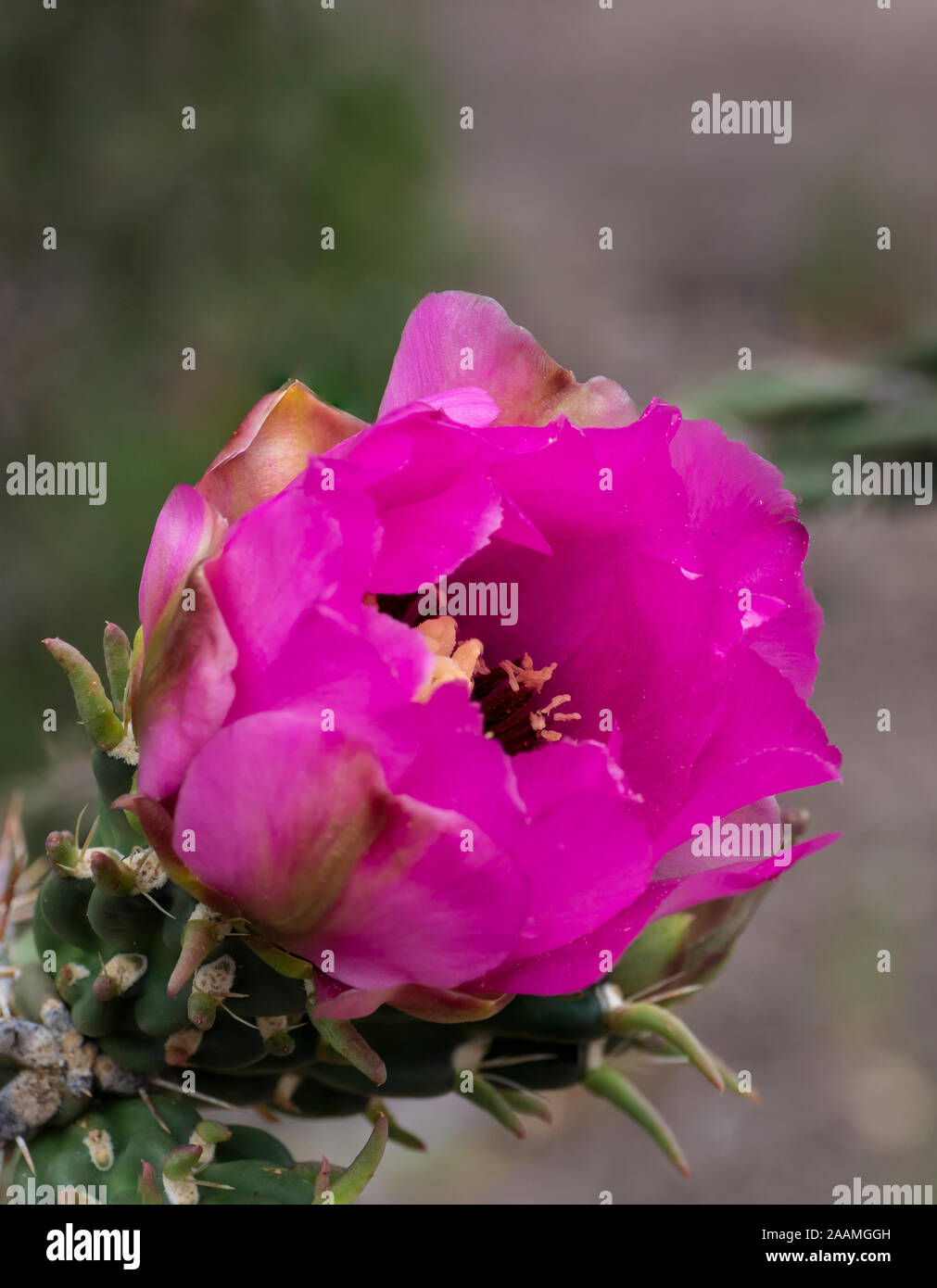 Cholla (Cylindropuntia imbricata) Blume, Kasha-Katuwe Tent Rocks National Monument. New Mexico. Stockfoto
