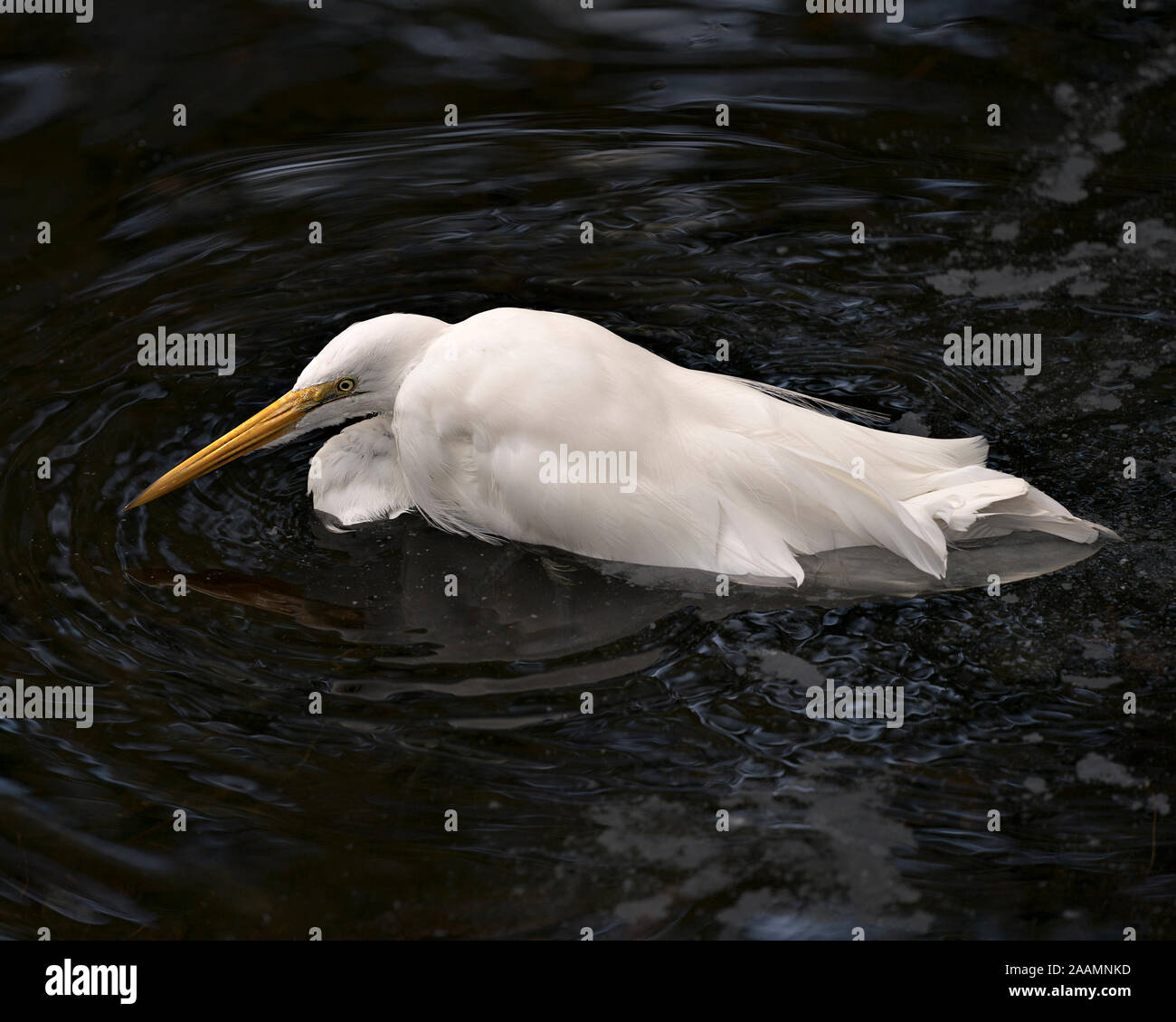 Silberreiher Vogel im Wasser im Sonnenlicht seinen Körper, Kopf, Schnabel aussetzen, Auge, weißem Gefieder mit isoliert auf schwarzen Hintergrund. Stockfoto