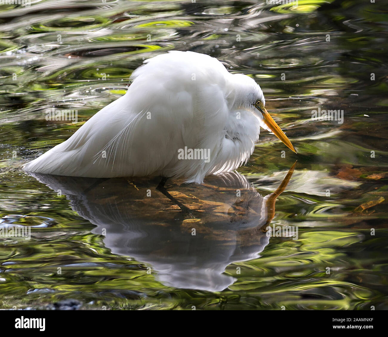 Silberreiher Vogel im Wasser aalen sich in der Sonne mit Reflexion seines Körpers und dessen Körper, Kopf, Schnabel aussetzen, Augen, Beine, weißem Gefieder mit i Stockfoto