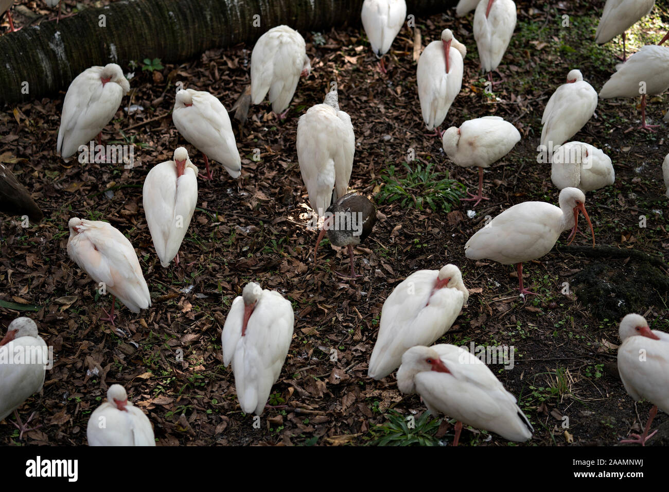 White Ibis Vögel Ruhe- und Schutzmaßnahmen eine juvenile Vogel in der Mitte der Kolonie während ihre Körper, Kopf, Augen, Schnabel, langen Hals, Füße in Stockfoto