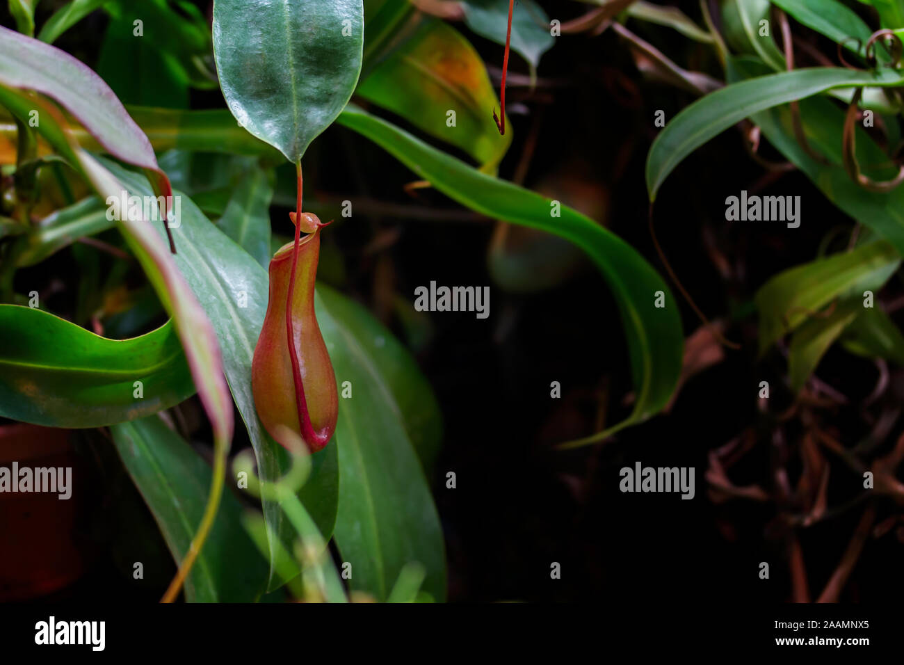 Nepenthes alata Blanco fleischfressende Pflanze. Nepenthes rote Kanne auf Laub Hintergrund, vertikal Stockfoto