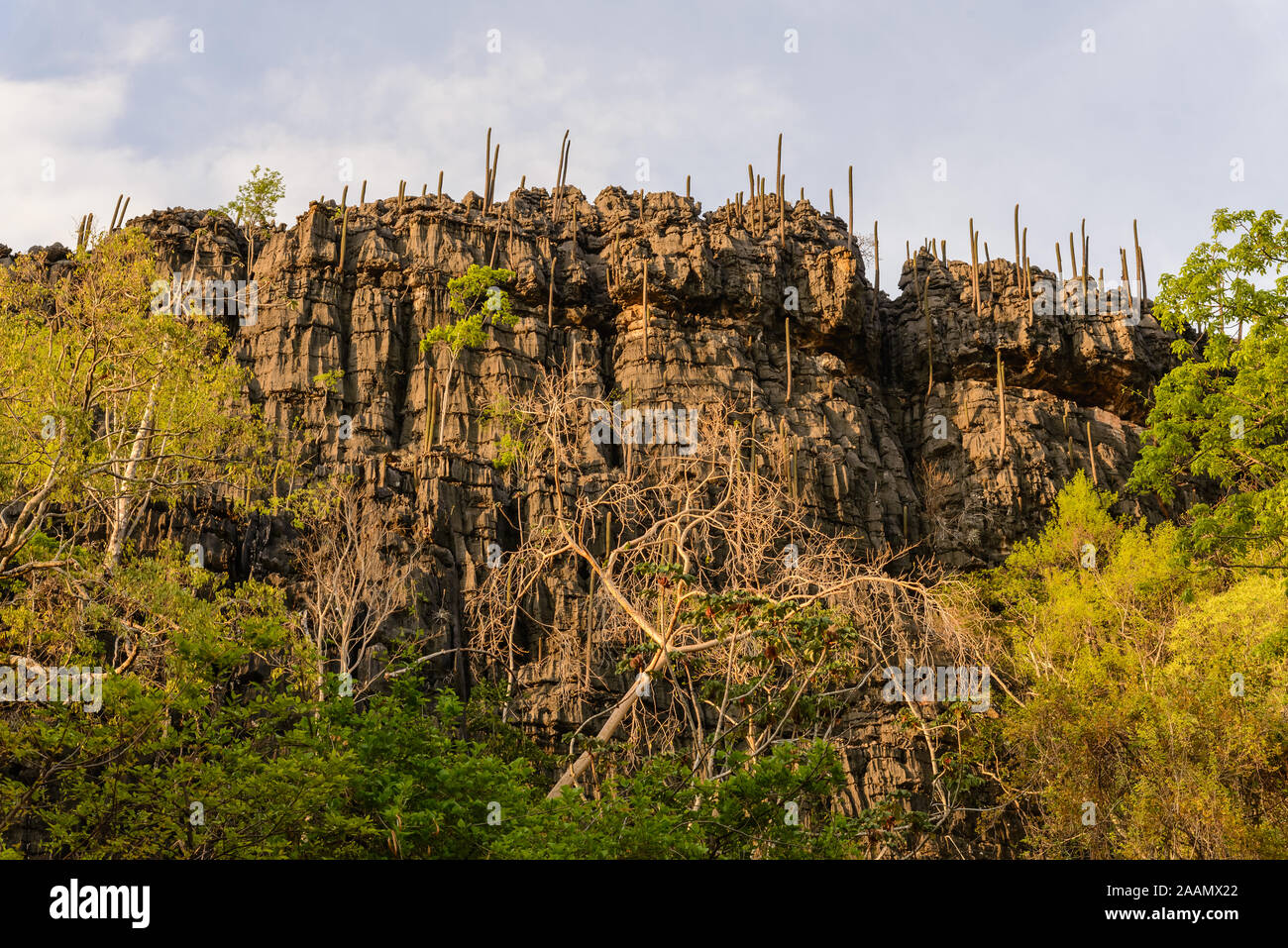 Kalkstein Klippe mit großen Kakteen in ariden Cerrado. Bahia, Brasilien, Südamerika. Stockfoto