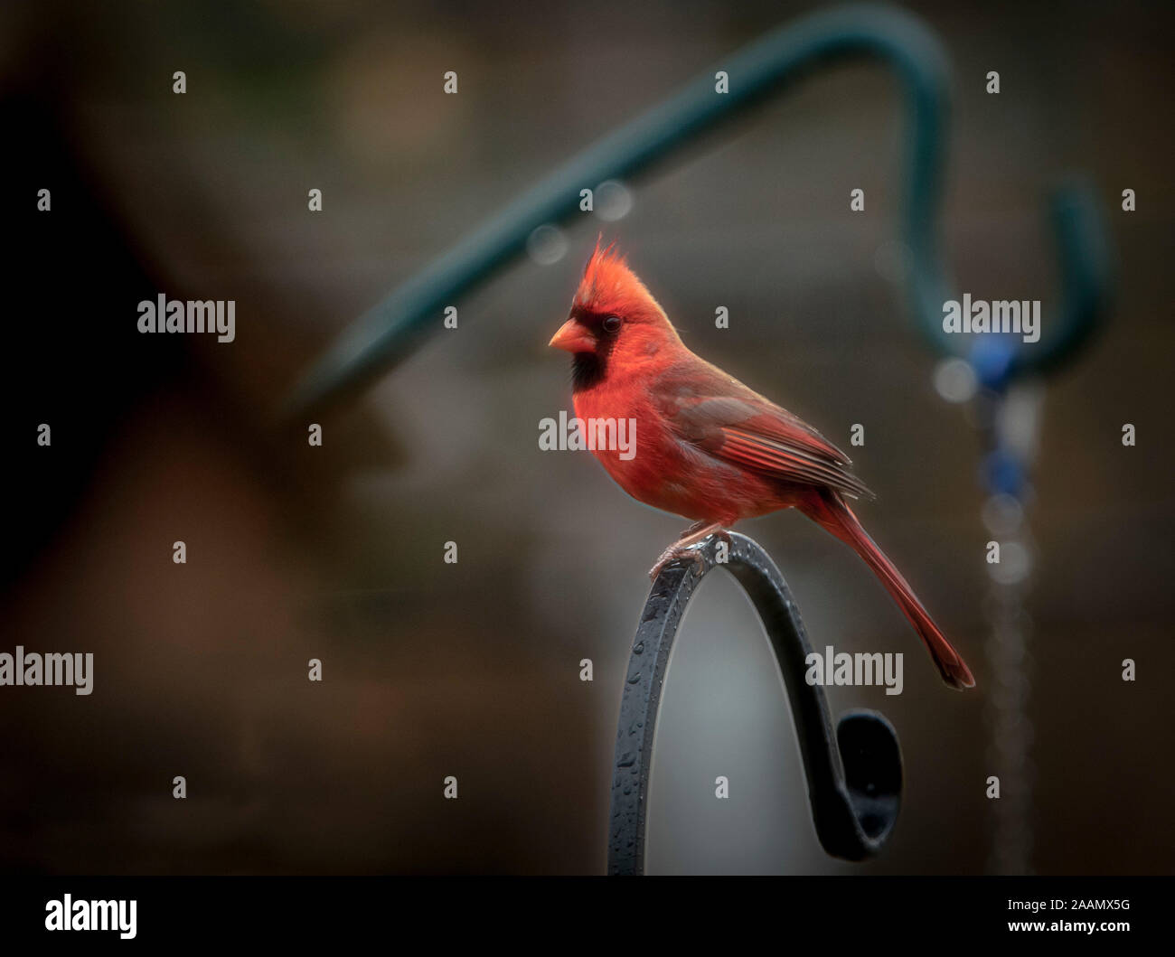 Red boy Stockfoto