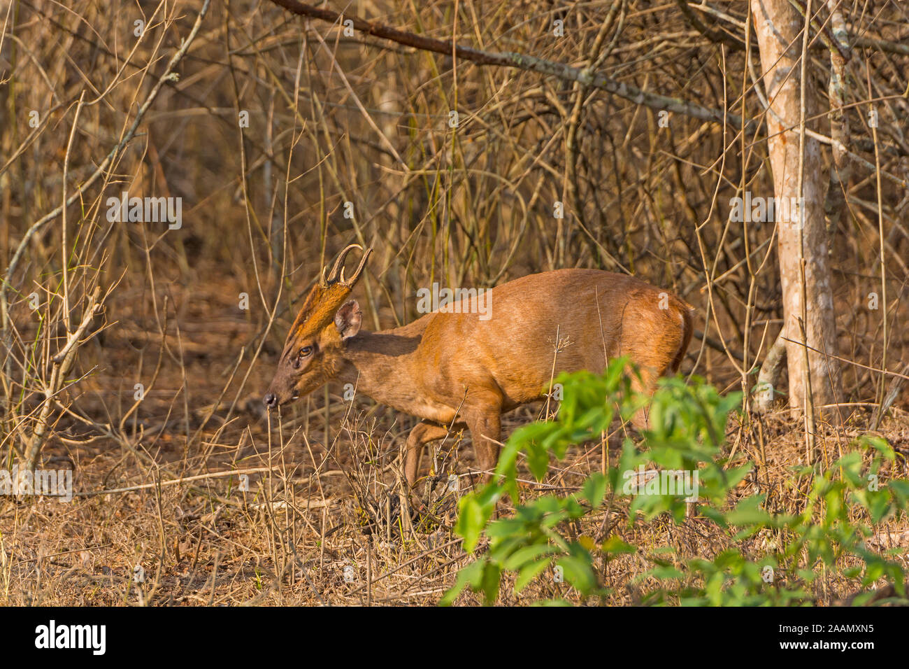 Anzeigen der einzigartigen Hörner und Eckzähne eines Muntjac in Nagarhole Nationalpark in Indien Stockfoto