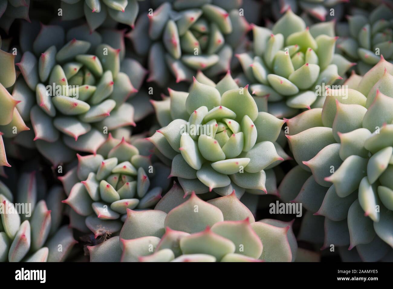 Echeveria derenbergii Pflanzen. Stockfoto