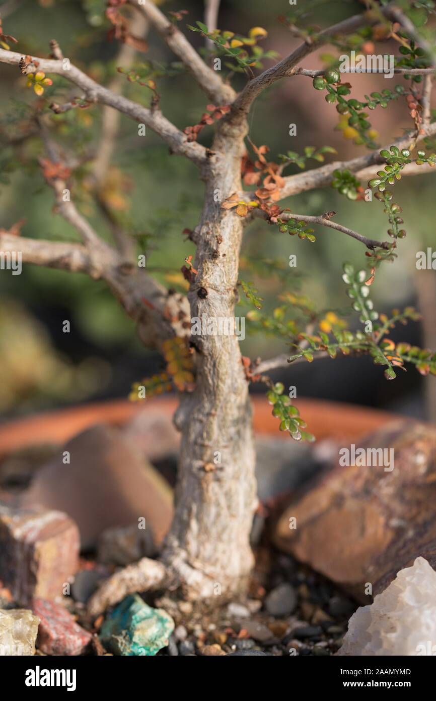 Operculicarya decaryi - Elefant baum Pflanze im Container. Stockfoto