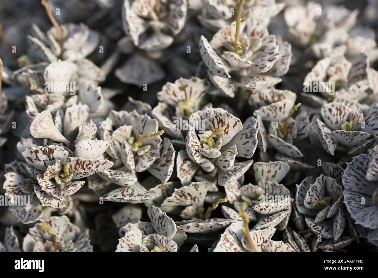 Kalanchoe rhombopilosa' Pasteten vom Himmel' Werk. Stockfoto