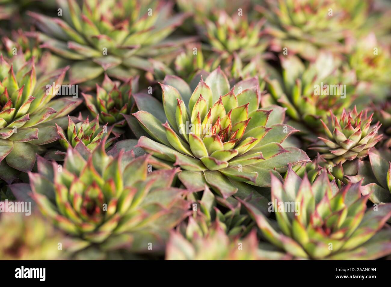 Echeveria agavoides 'Red Edge'. Stockfoto