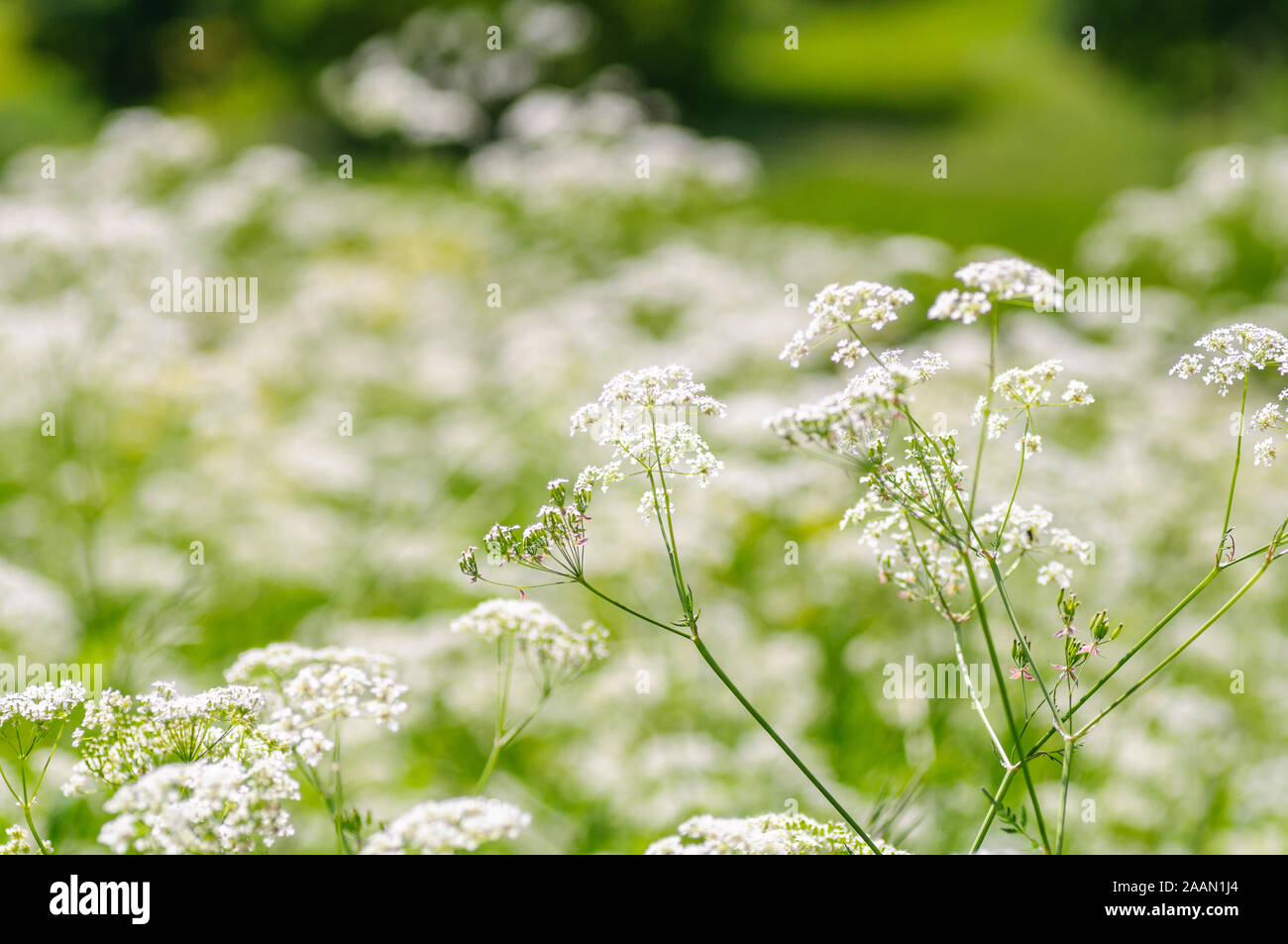 Boden Elder, Kraut, Gerard, Bischöfe Unkraut, goutweed, Gicht Würze. Englisch masterwort Bereich der Blumen Stockfoto