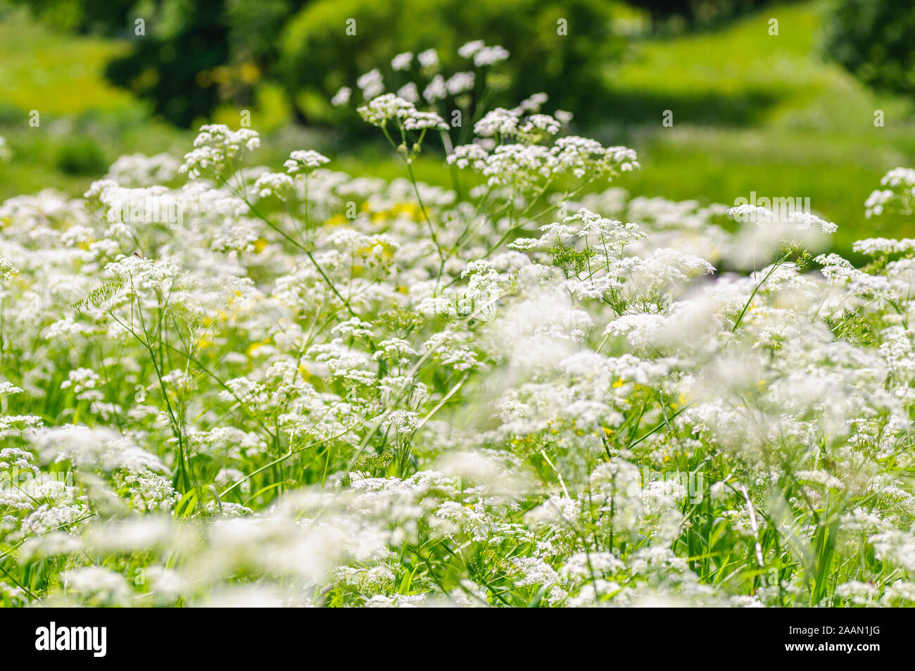 Boden Elder, Kraut, Gerard, Bischöfe Unkraut, goutweed, Gicht Würze. Englisch masterwort Bereich der Blumen Stockfoto