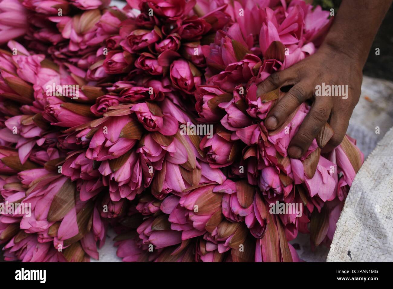 Dhaka, Bangladesch. 23 Nov, 2019. Ein Anbieter ordnet Seerose ist ein Großhandel Blumenmarkt in Dhaka. Heute ist die Nachfrage nach Blumen ist gesunken, da viele Unternehmen künstliche Blume herstellen. Credit: MD Mehedi Hasan/ZUMA Draht/Alamy leben Nachrichten Stockfoto
