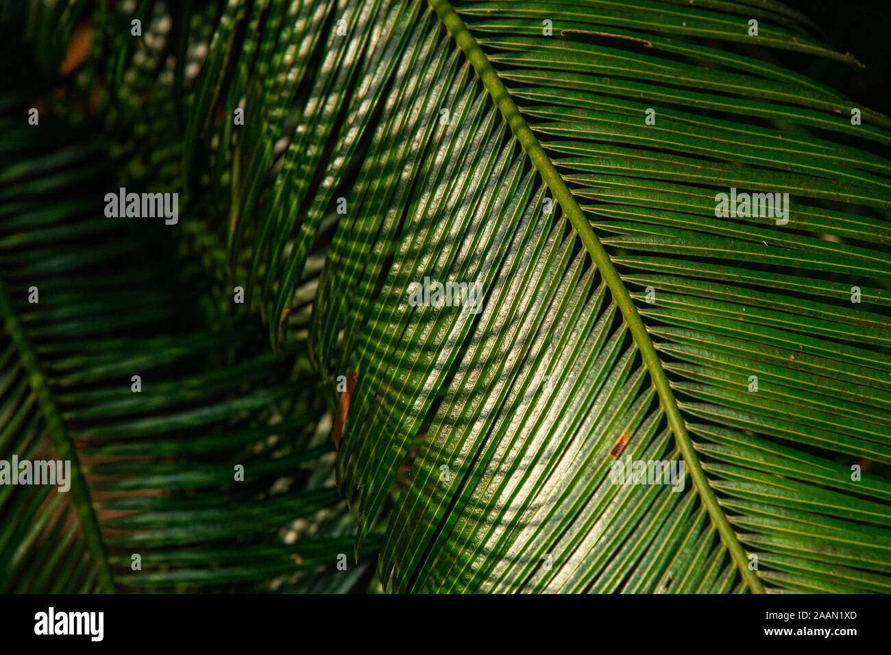Blätter aus der Nähe Green Palm detail Stockfoto