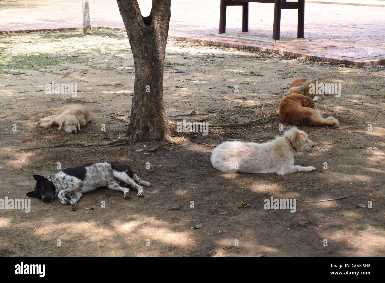 Schlafende Hunde thailand Stockfoto