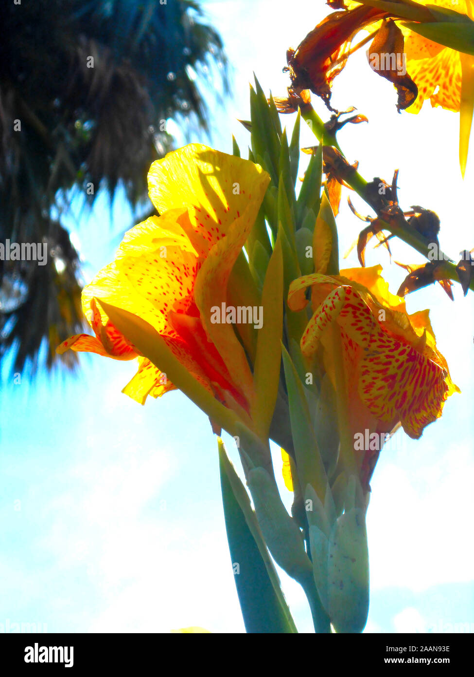 Cleopatra canna Blume, die mit roten Flecken am Mount Coo-Tha Botanischen Garten Brisbane Queensland Australien ist gelb Stockfoto