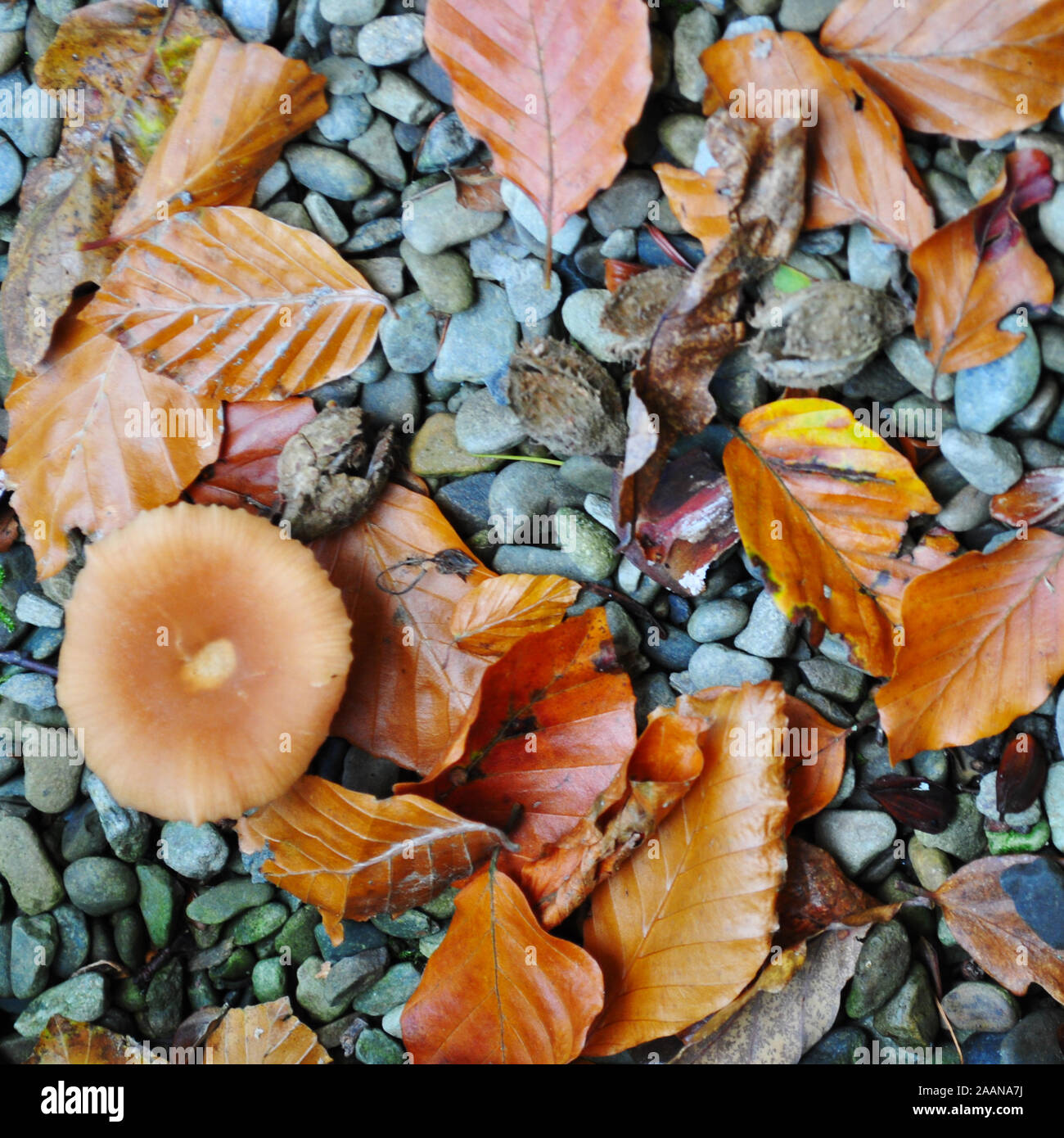 Konzept: Hellbrauner Mushroom versteckt sich in den herbstlichen Blättern Stockfoto Konzept: Hellbrauner Mushroom versteckt sich in den herbstlichen Blättern Stockfoto