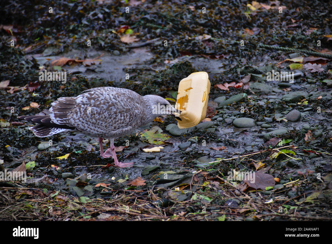 Eine Möwe essen eine Polystyrol Takeaway, in Aberystwyth Hafen bei Ebbe Stockfoto